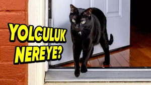 Kediler neden dışarı çıkmak istiyor?