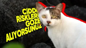 kedinizi dışarı çıkarmanın risklerini öğrenin