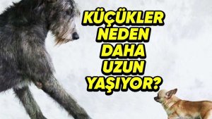 Küçük köpekler büyük köpeklerden neden daha uzun yaşıyor?