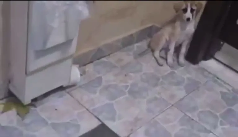 Bursa'da köpeğe tekme atan şahıs aranıyor