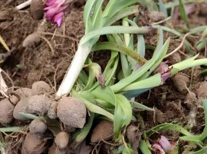 Çankırı'da salep deneme üretimi başladı