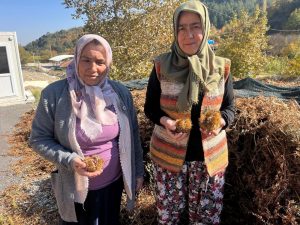 Kestaneler kuyulardan çıkarıldı, tezgahta lezzetini buldu