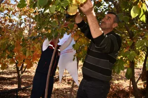 Cudi Dağı eteklerinde Trabzon hurması hasadı yapıldı