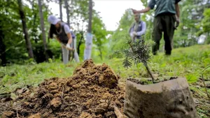 11 Kasım Milli Ağaçlandırma Günü etkinlikleri başlıyor