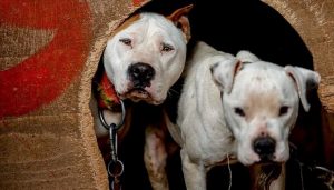 Yasaklı ırk köpek besleyen kişiye ceza kesildi