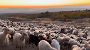 AKP mera alanlarını kapatıyor, hayvancılar mağdur oluyor