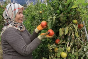 Mersin'de domates fiyatları üreticiyi sevindiriyor