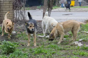 Çernobil köpekleri genetik adaptasyonlar geliştiriyor