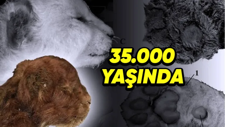 35.000 yıllık kılıç dişli yavru kedi bulundu