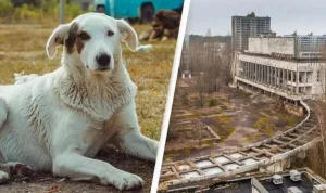 Çernobil sokak köpekleri radyasyona karşı dayanıklılık geliştiriyor