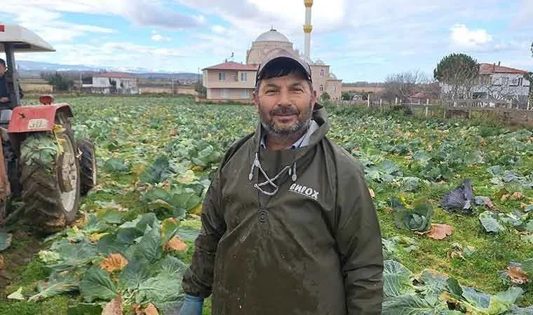 Bafra Ovası'nda beyaz lahananın hasadı başladı, kilosu 15 lira