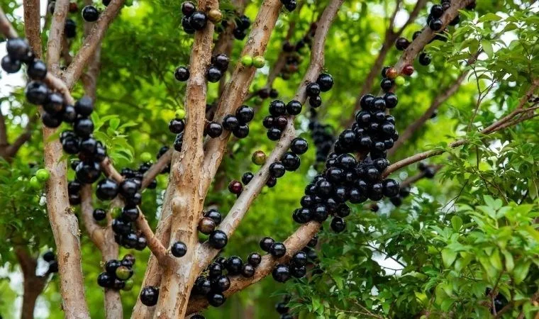 jabuticaba meyvesi yüksek c vitamini ile sağlığa fayda sağlıyor