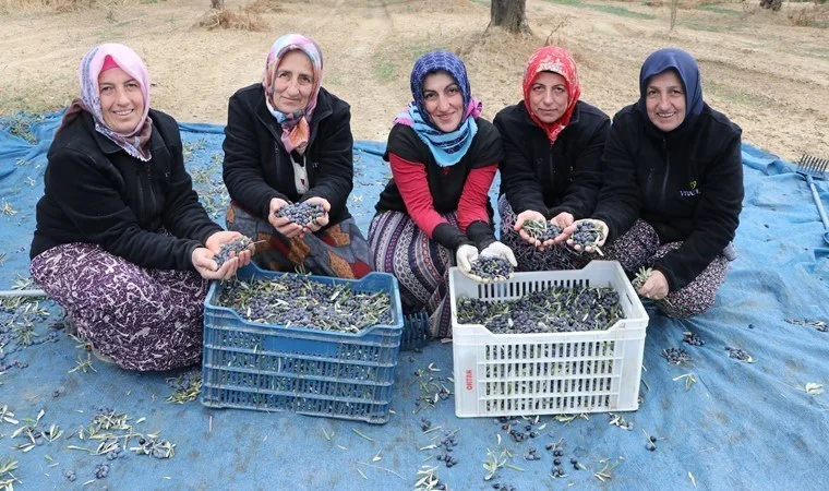 Trabzonlu kadınlar zeytin hasadı için 1400 kilometre yol kat ediyor