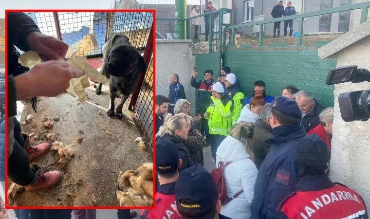 Mamak'ta hayvan barınağında skandal yaşandı