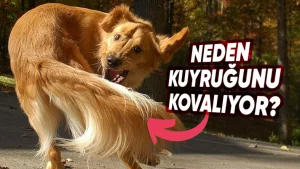 köpekler kuyruğunu neden kovalıyor?