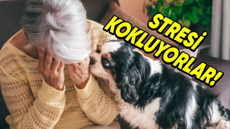 köpekler sahiplerinin stresini koklayarak davranışlarını değiştiriyor