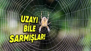 örümcek ağlarıyla ilgili 5 şaşırtıcı gerçek