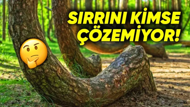 Polonya'daki eğik ormanın gizemi araştırılıyor