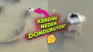 Timsahlar neden suyun içinde donuyor?