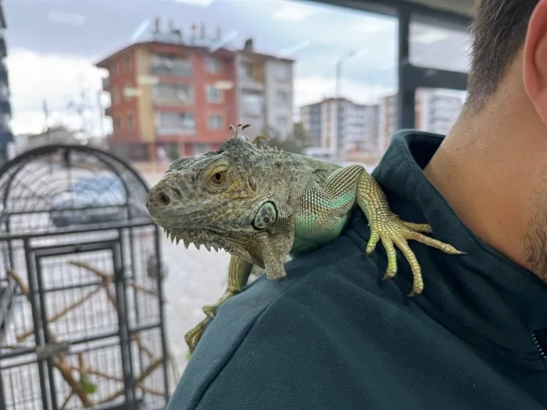 Konya'da kuaför iguana ile tıraş yapıyor