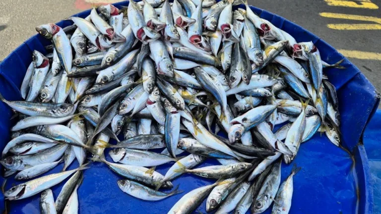 seyyar tezgahlarda balık fiyatları 100 lirayı buldu