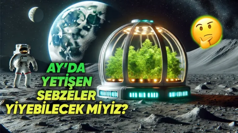 Ay'da bitki yetiştirmek mümkün mü?