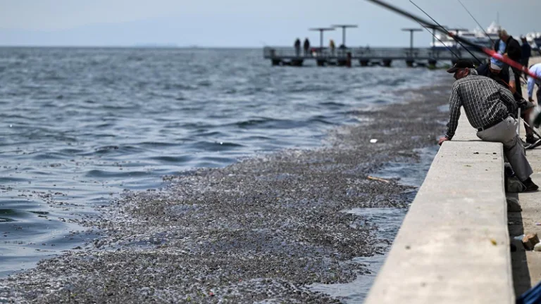 İzmir Körfezi'nde balıklarda mikroplastik tespiti yapıldı