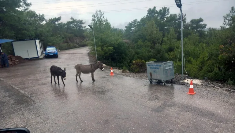 Marmaris-Datça yolunda eşekler tehlike oluşturuyor