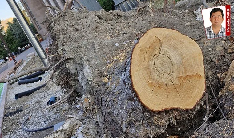 Bakanlık ağaç kesimini rüzgâra atfetti