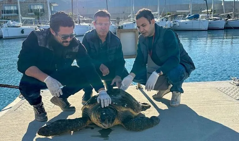 Muğla'da yaralı caretta caretta tedaviye alındı