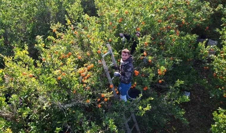 Adana'da mandalina rekoltesi düştü, fiyatlar 17 lira