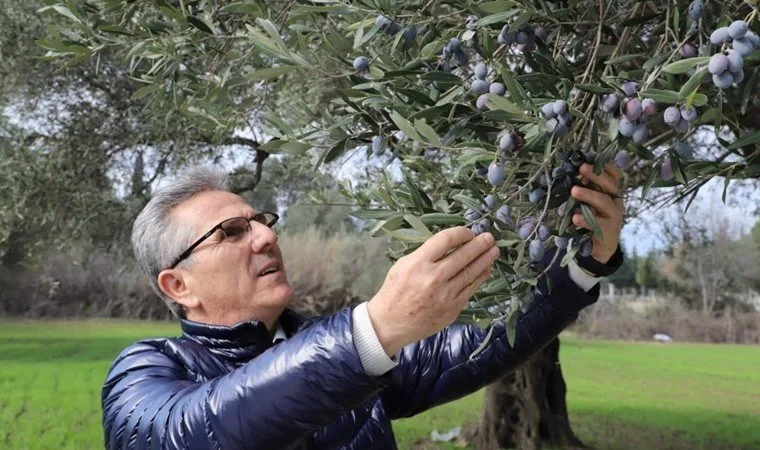 Nazilli Belediyesi zeytin hasadını gerçekleştirdi