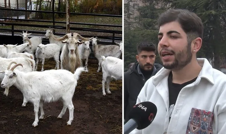 Ankara'da hamile keçiler kesildi