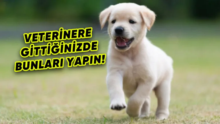 köpekler sahiplerinin stresinden etkileniyor