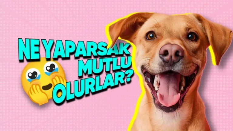 köpekleri mutlu etmenin 10 basit yolu