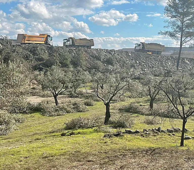 Limak zeytin ağaçlarını kesmeye başladı