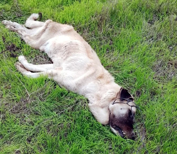 Bodrum'da köpekler zehirlenerek öldürüldü