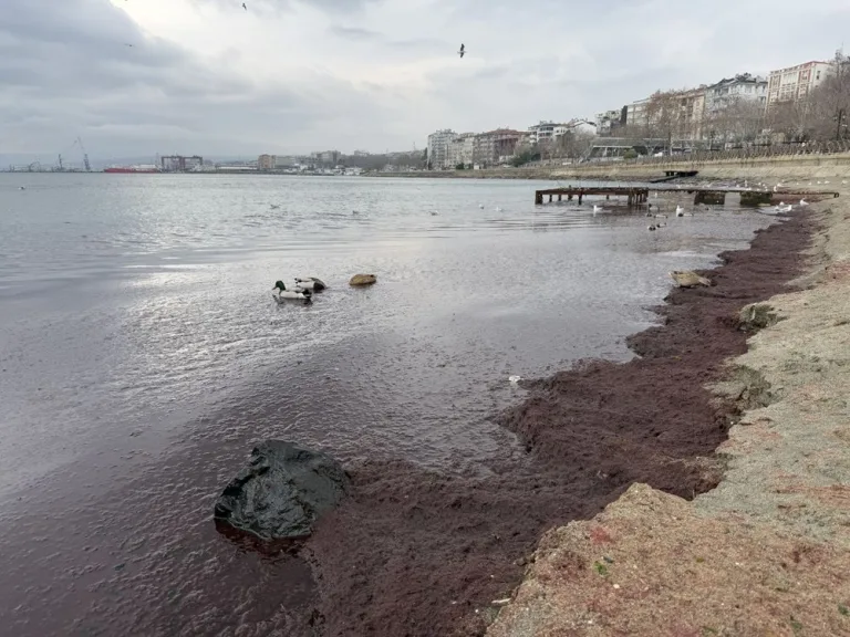 Tekirdağ sahillerinde kırmızı yosun paniği yaşanıyor