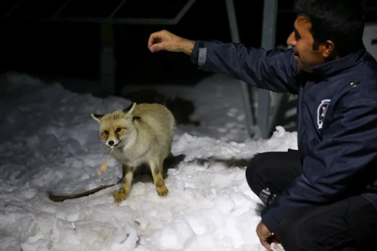 güvenlik görevlileri tilkiyle dost oldu: "Boncuk" adını verdiler